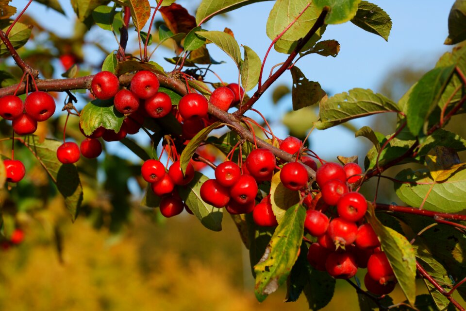Late summer autumn nature