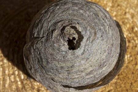 Nature wasps dwelling nest building photo