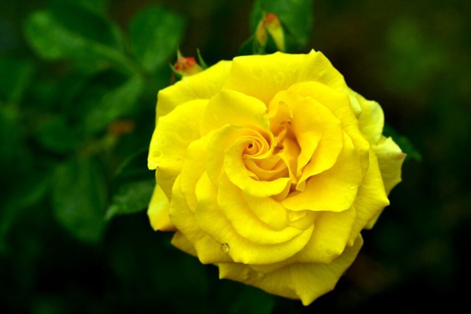 Nature flower blossom