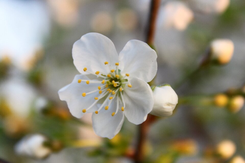 Spring garden cherry