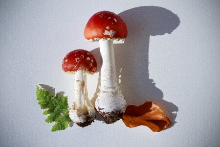 Amanita muscaria mushroom hat photo