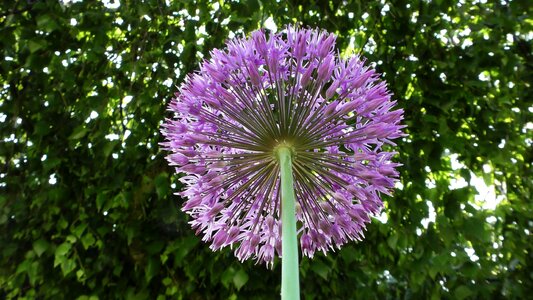 Ornamental onion blossom bloom photo