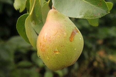 Fruit garden sad photo