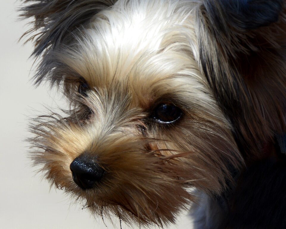 Pet portrait cute