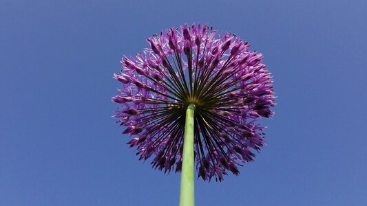 Ornamental onion blossom bloom