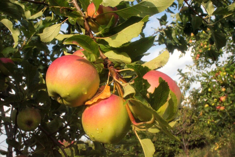 Tree collections apple