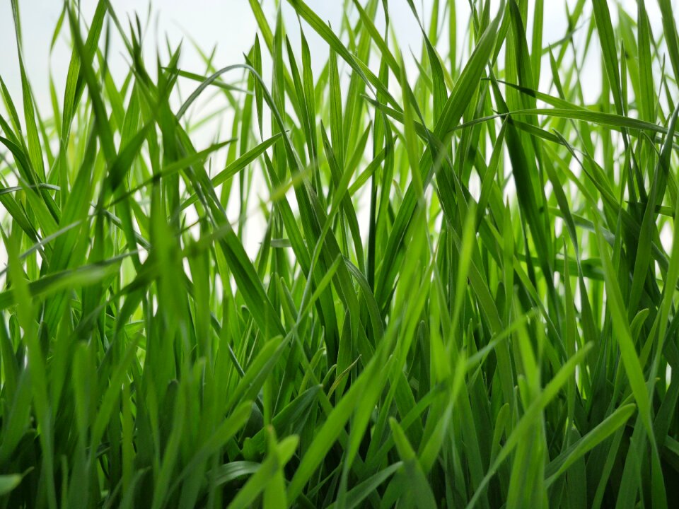 Lawn plant sheet