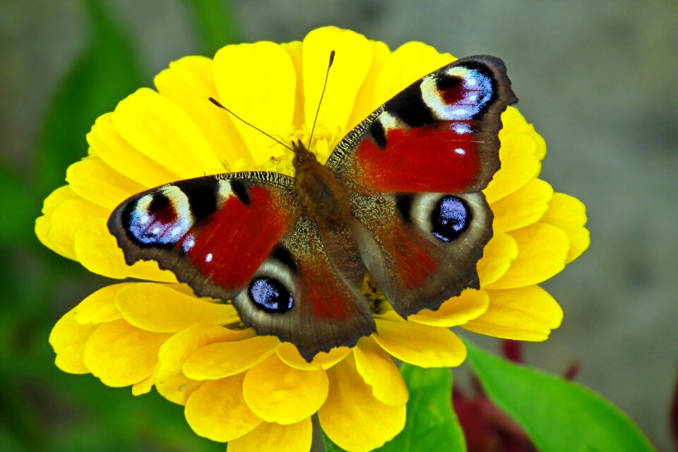 Zinnia nature macro