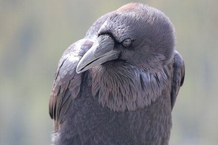 Bird curious wild