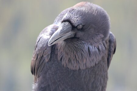 Bird curious wild photo