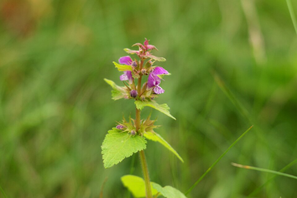 Summer honey plant