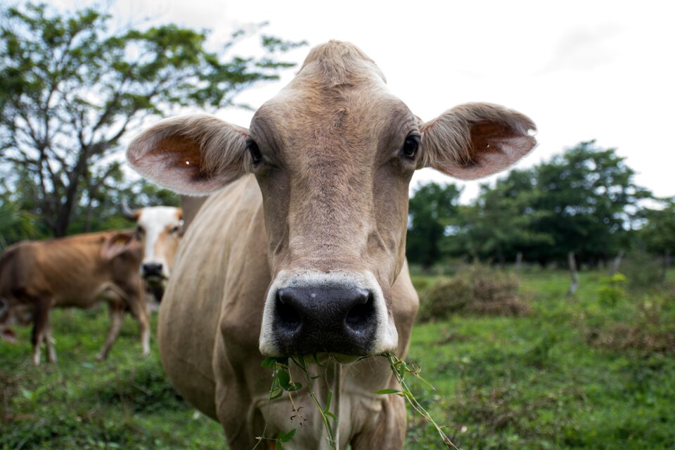Farm agriculture animals