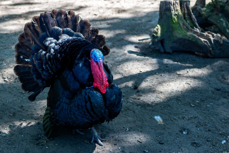Tom beak meat