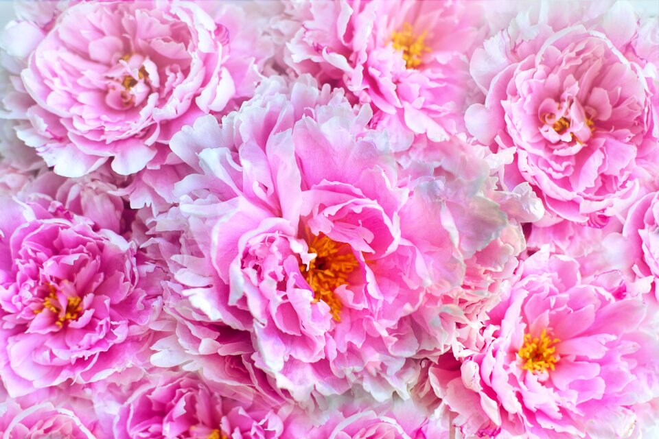 Backdrop spring floral