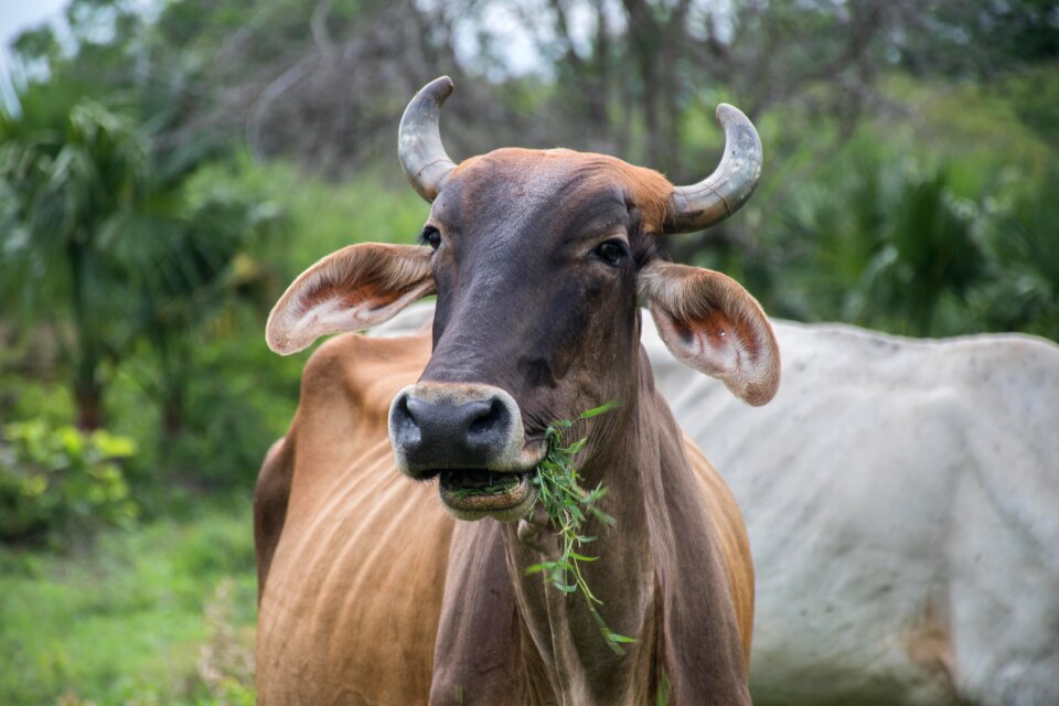 Farm horns mammals photo