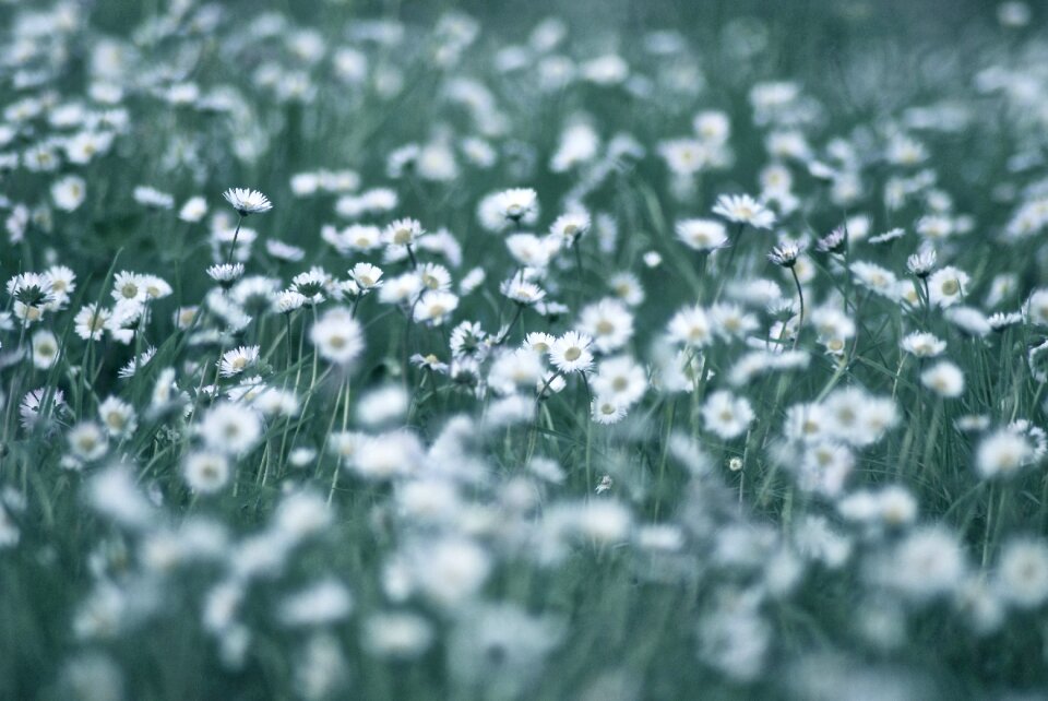 Nature summer flowers white flower