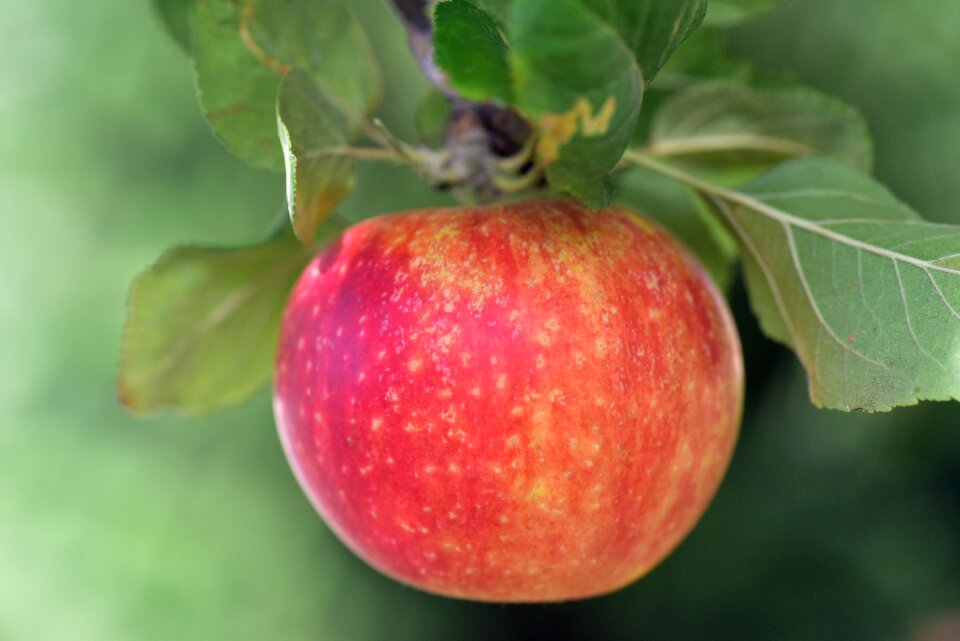 Beautiful fruit healthy