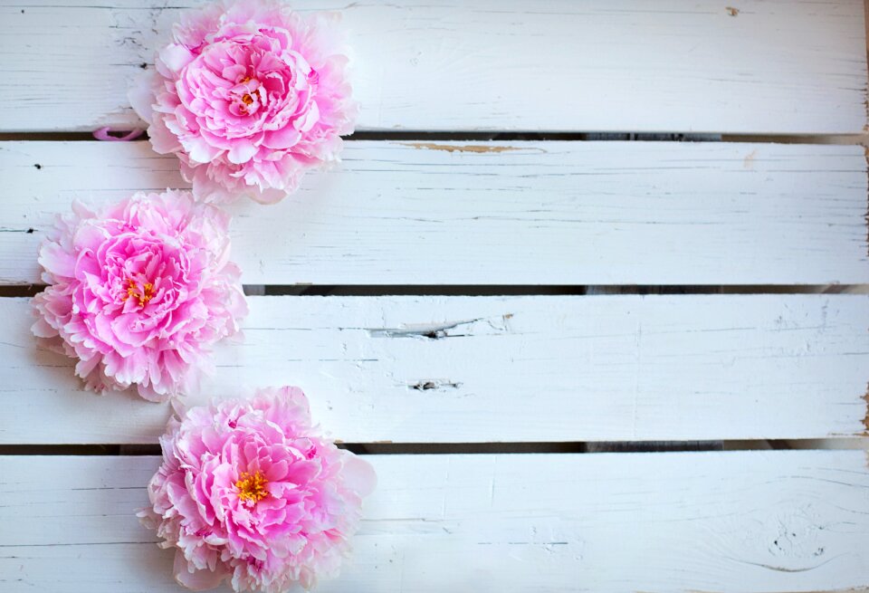 Backdrop spring floral