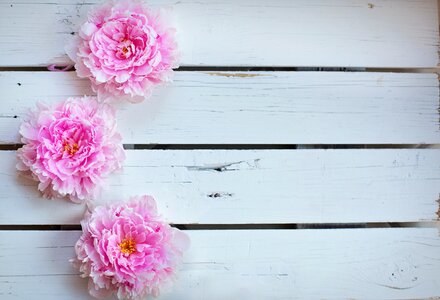 Backdrop spring floral