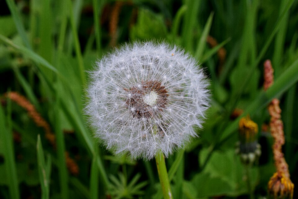 Flower head close up dandelion seeds