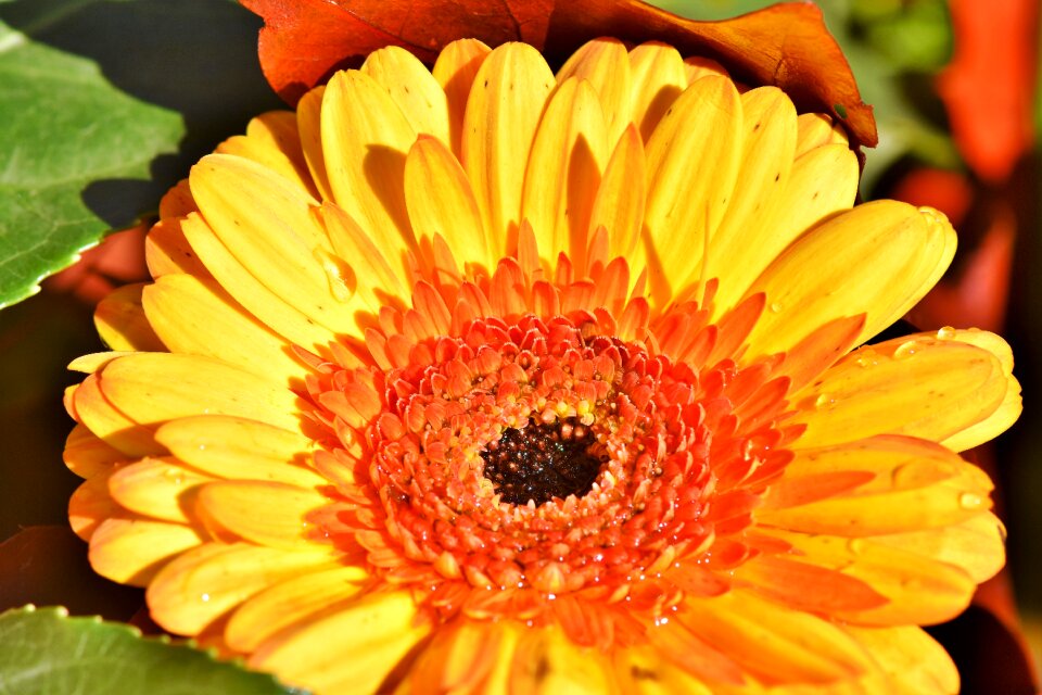 Blossom bloom petals
