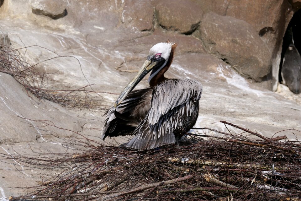 Bird clean plumage