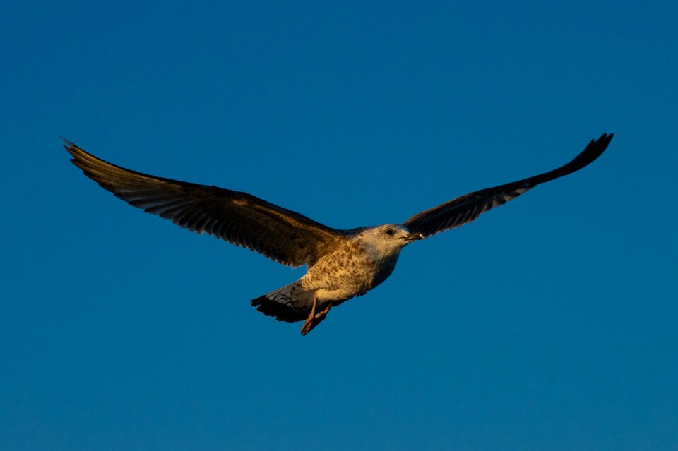 Wing bird flying