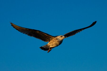 Wing bird flying