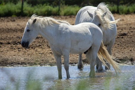 Pasture animal mold