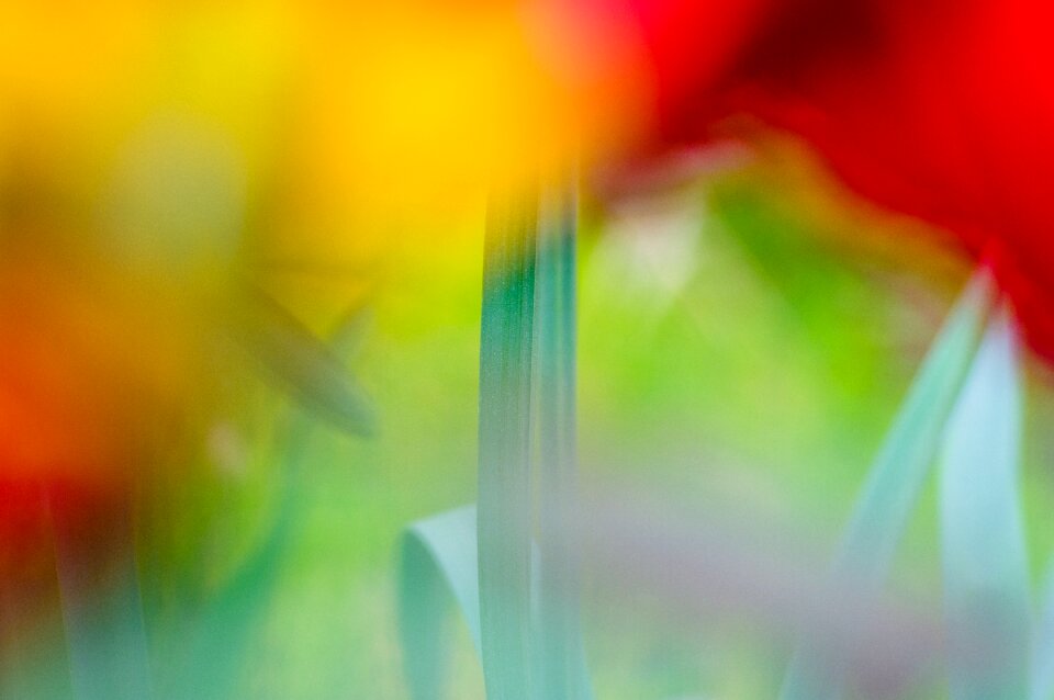 Bokeh macro macro photography