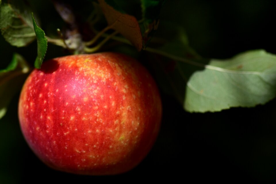 Beautiful fruit healthy