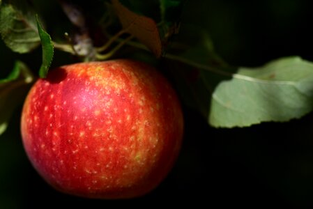 Beautiful fruit healthy