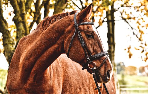 Animal world brown horse stall photo