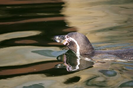 Donkey penguin animal world bird park marlow