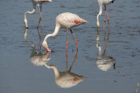 Mirroring sea bird