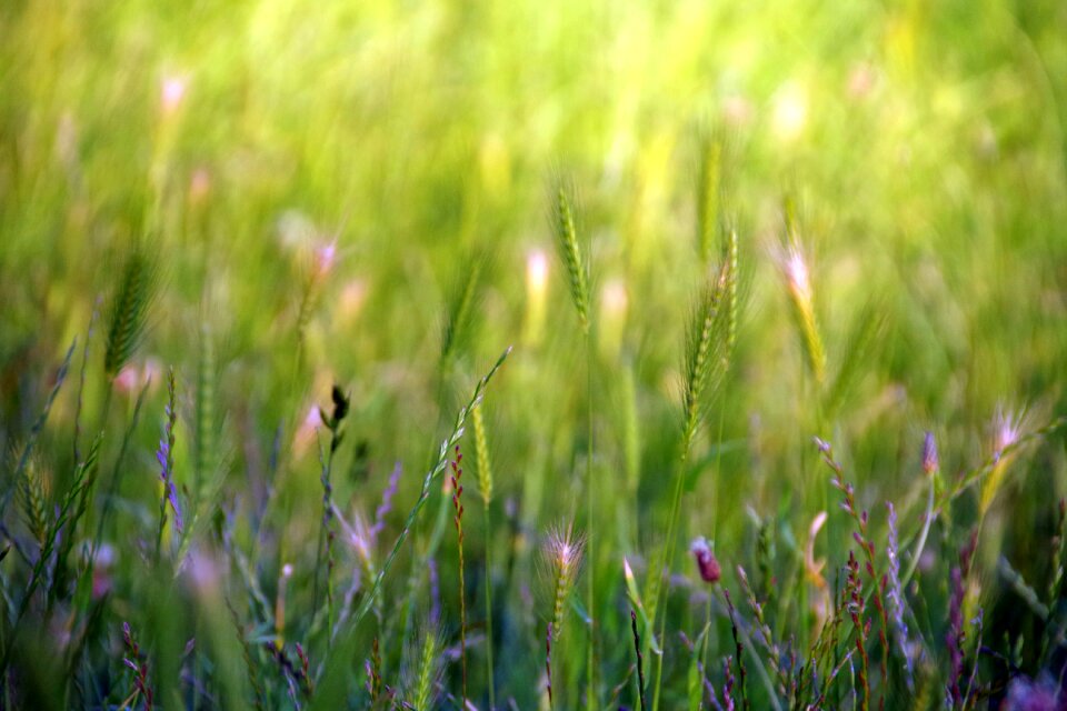 Light green spike