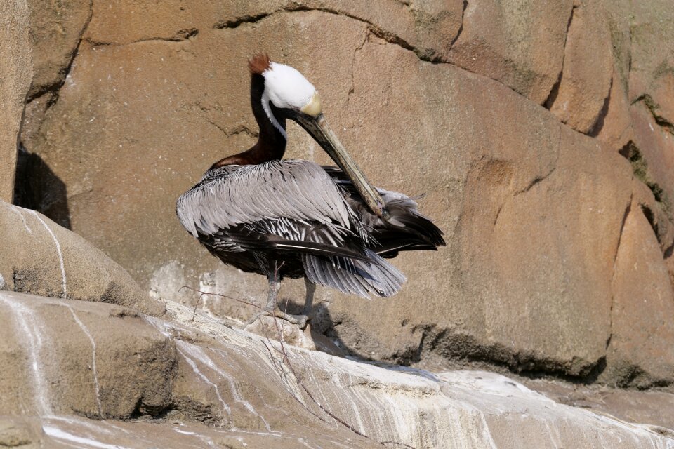 Water bird birds clean