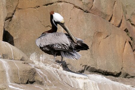 Water bird birds clean