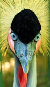 Animal world bill animal