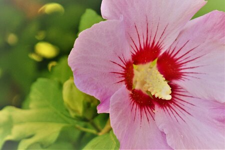 Leaf garden hibiscus
