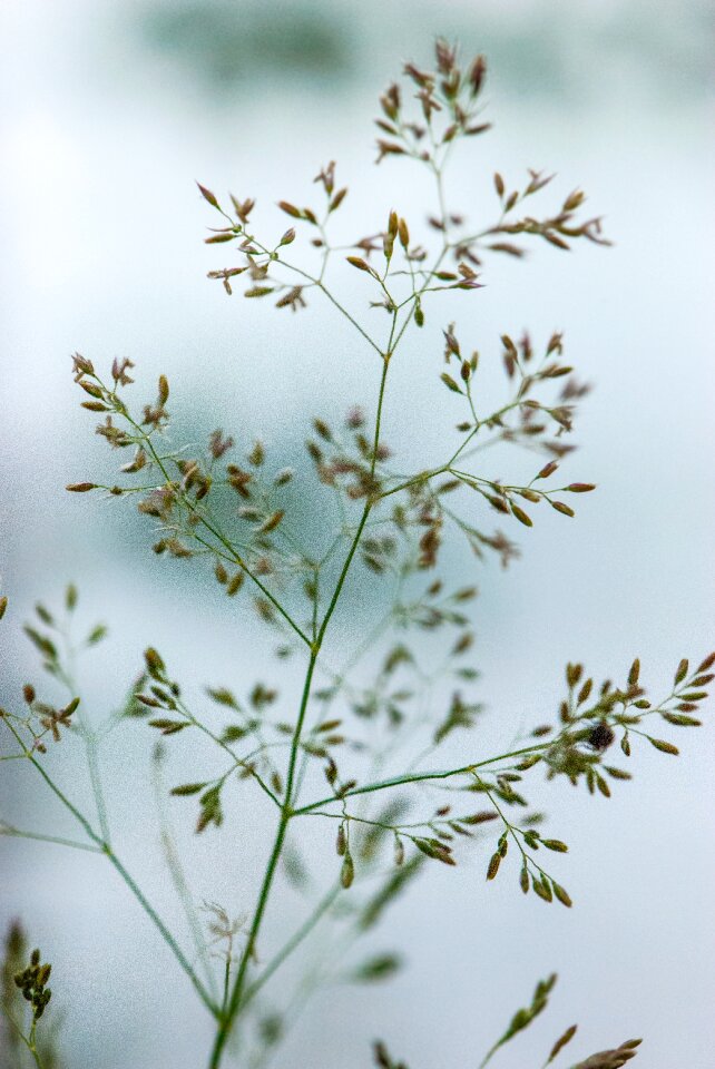 Grass grasses close up