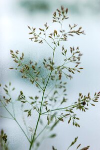 Grass grasses close up