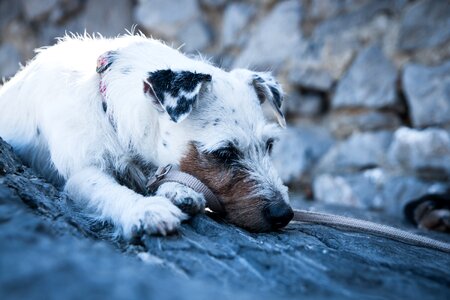 Pet animal race photo