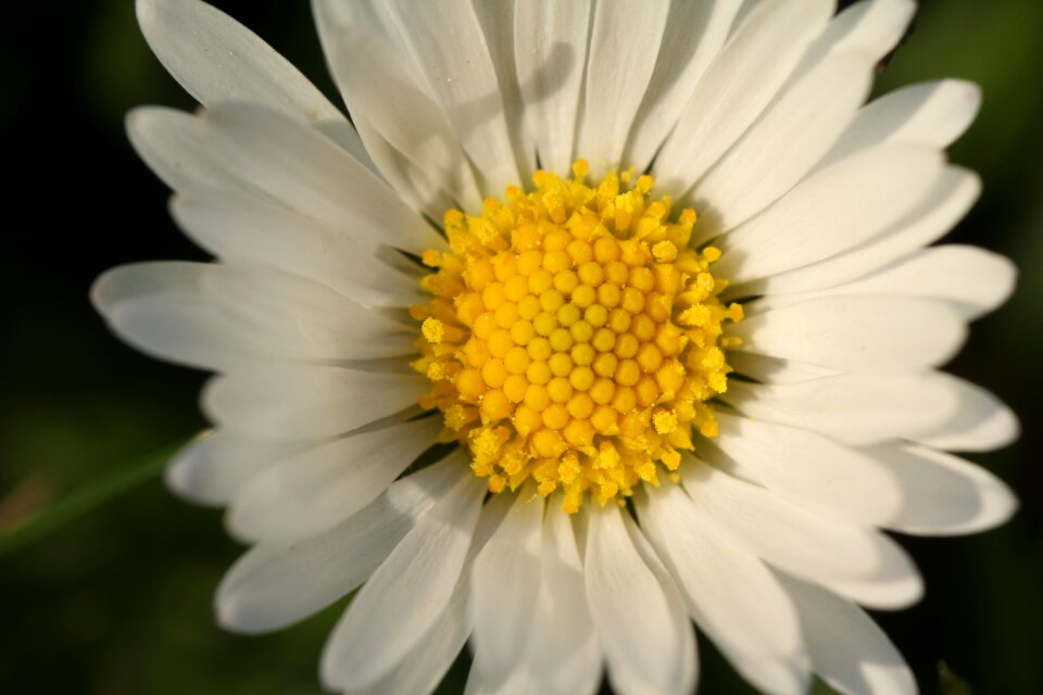 Close up garden daisy