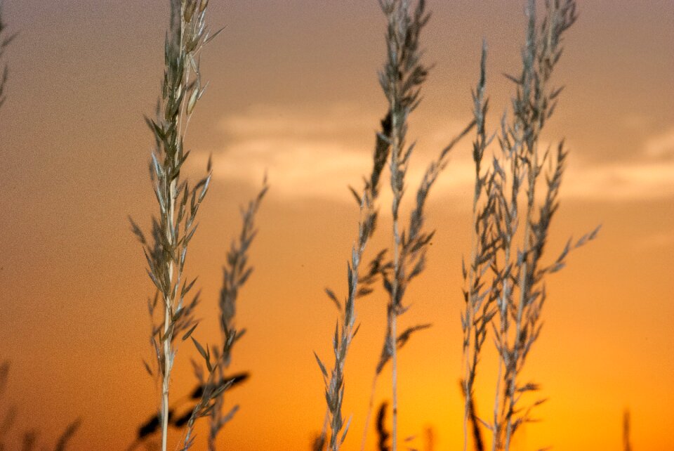 Mood grasses nature
