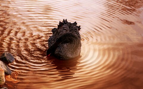 Water bird black swan bank photo