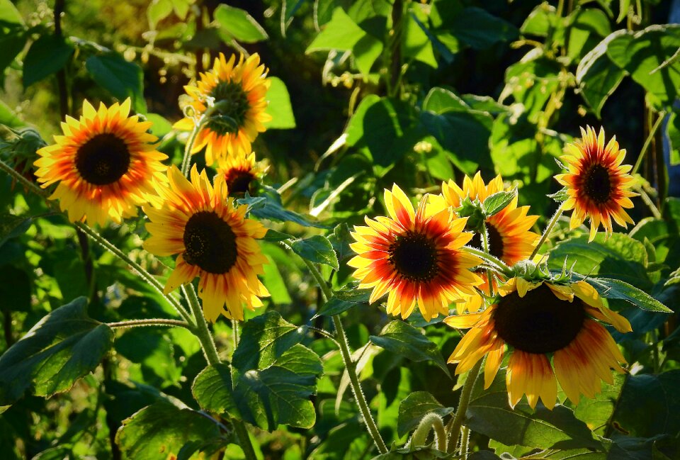 Flowers nature summer