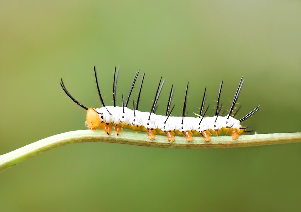Nature hayvan böcek