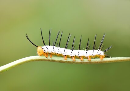 Nature hayvan böcek