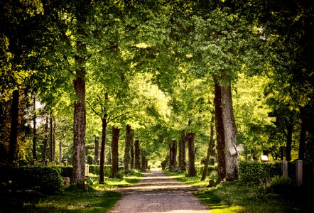 Cemetery nature forest path photo